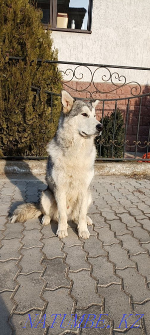 Құжаттарымен асыл тұқымды күшік айырбастау, бөліп төлеу  Алматы - изображение 2
