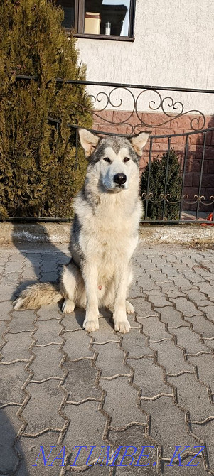 Құжаттарымен асыл тұқымды күшік айырбастау, бөліп төлеу  Алматы - изображение 1