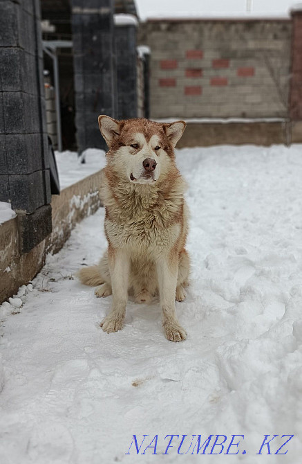 Элитный редкий щенок подросток с документами кобель Алматы - изображение 1