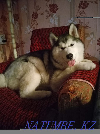 I will sell husky Almaty - photo 1