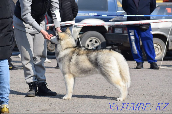 I will sell husky Almaty - photo 2