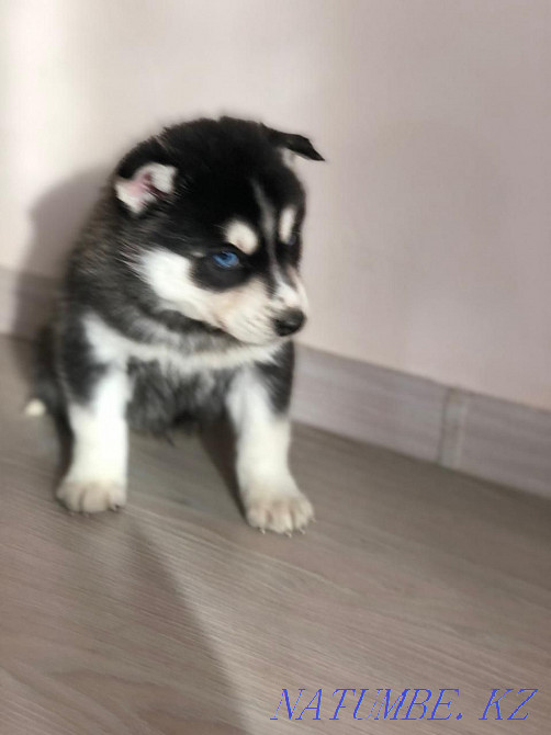 Сібір хаски күшіктері  Алматы - изображение 3