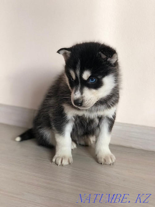 Сібір хаски күшіктері  Алматы - изображение 7
