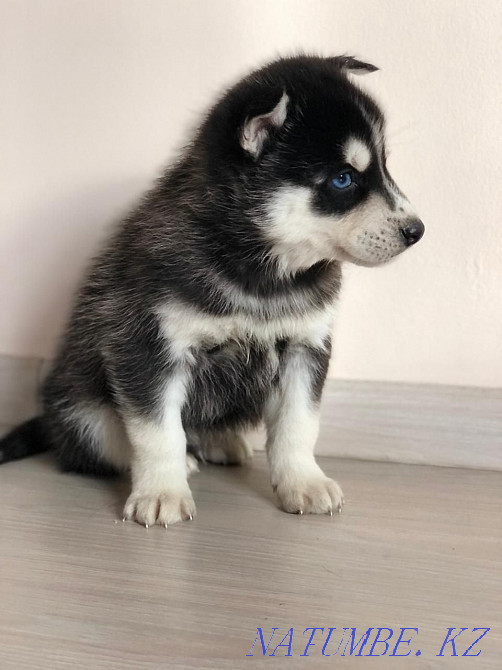 Сібір хаски күшіктері  Алматы - изображение 4