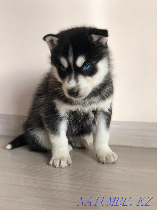 Сібір хаски күшіктері  Алматы - изображение 8