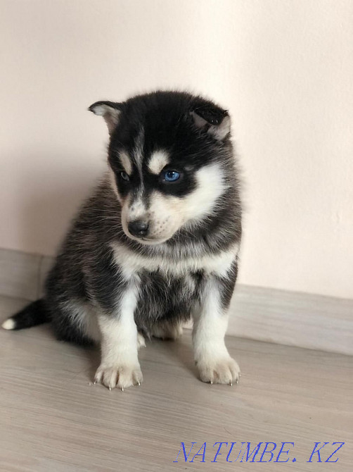 Сібір хаски күшіктері  Алматы - изображение 1