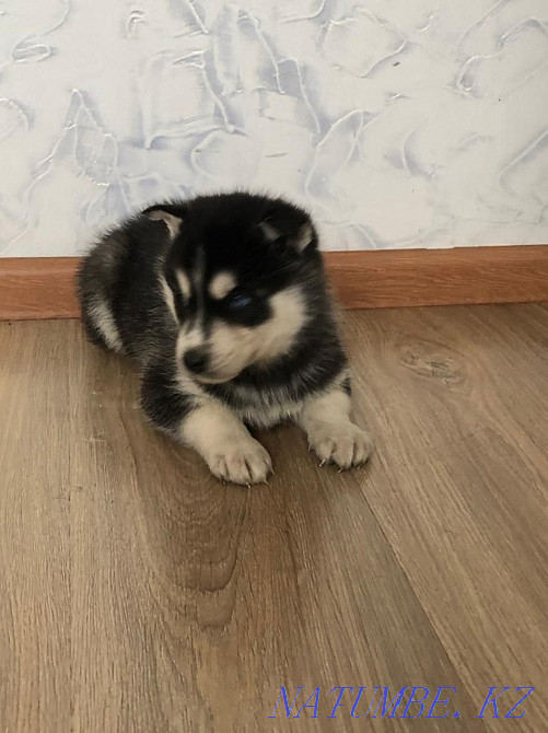 Сібір хаски күшіктері  Алматы - изображение 2