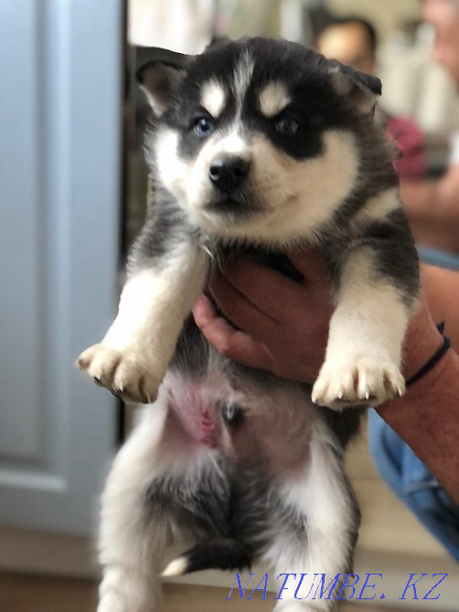 Сібір хаски күшіктері  Алматы - изображение 6