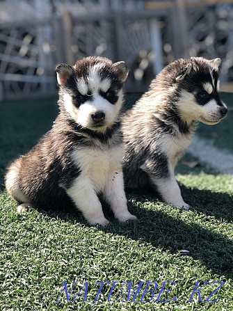 Siberian Husky puppies Almaty - photo 2