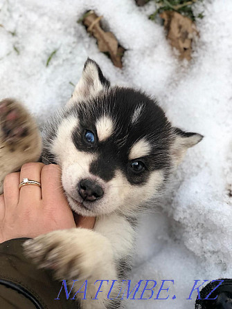 Siberian Husky puppies Almaty - photo 1