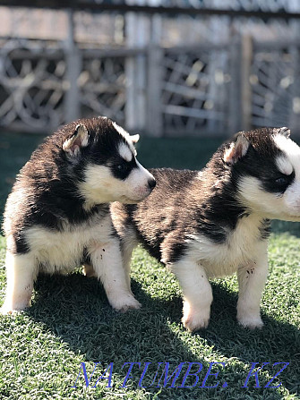 Siberian Husky puppies Almaty - photo 4