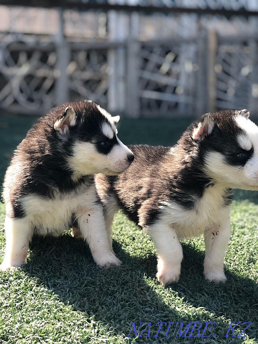 Сібір хаски күшіктері  Алматы - изображение 4