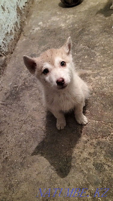 Продам щенков сибирской хаски, срочно!!! Алматы - изображение 2