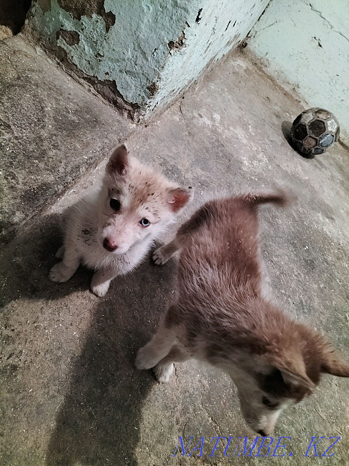 Продам щенков сибирской хаски, срочно!!! Алматы - изображение 3