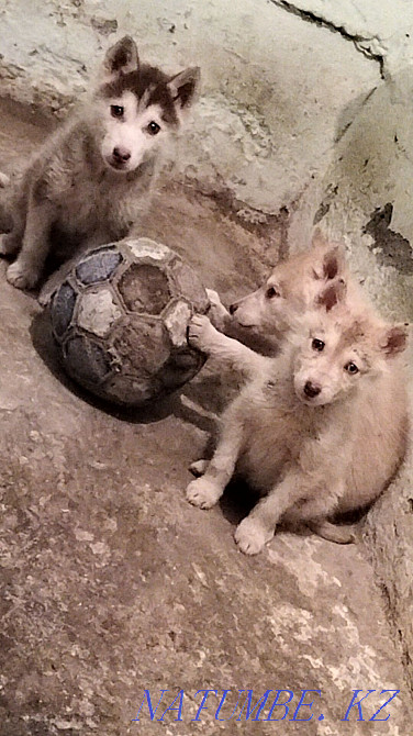 Продам щенков сибирской хаски, срочно!!! Алматы - изображение 1