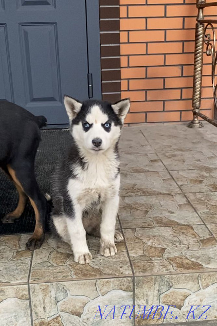 Husky blue-eyed Almaty - photo 2