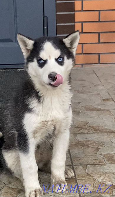 Husky blue-eyed Almaty - photo 3