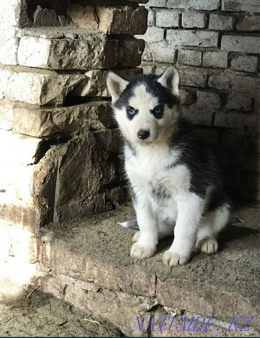 Husky blue-eyed Almaty - photo 1