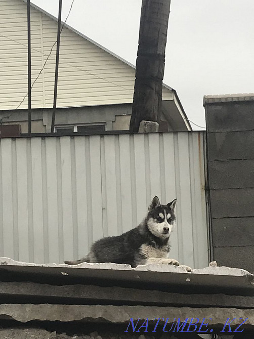 Хаски Сука 3мес Алматы - изображение 1