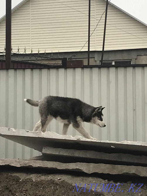 Хаски Сука 3мес Алматы - изображение 4