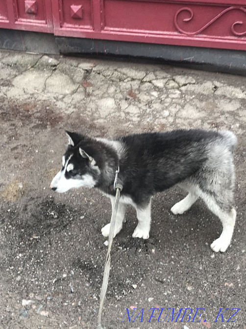 Хаски Сука 3мес Алматы - изображение 3