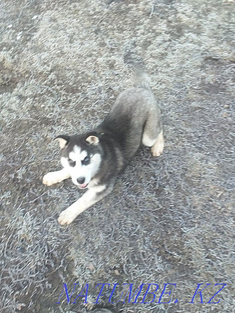 husky puppy for sale Almaty - photo 1