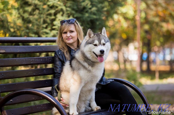 Thoroughbred Handsome Husky is open for Mating! Almaty - photo 5