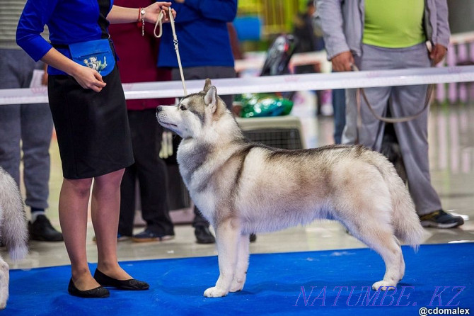 Thoroughbred Handsome Husky is open for Mating! Almaty - photo 3