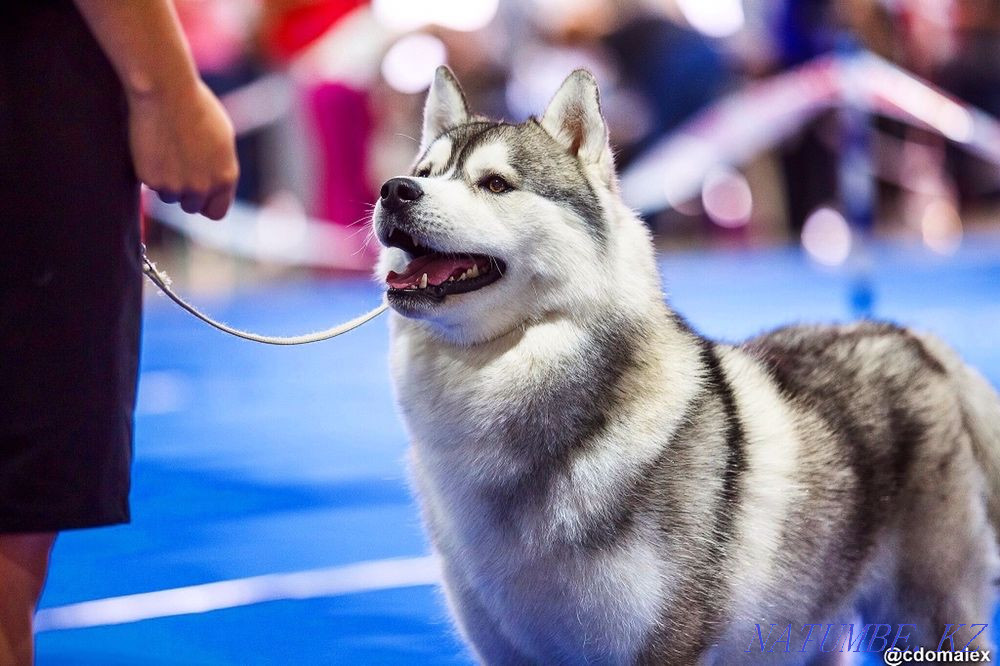 Таза қанды әдемі хаски жұптасуға ашық!  Алматы - изображение 1