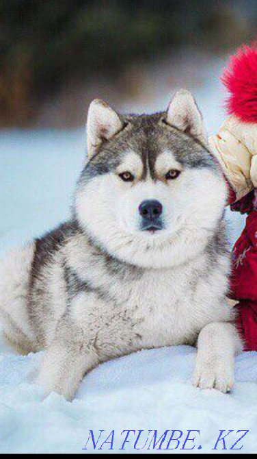 Таза қанды әдемі хаски жұптасуға ашық!  Алматы - изображение 4