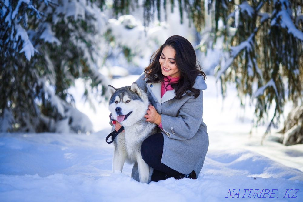 Таза қанды әдемі хаски жұптасуға ашық!  Алматы - изображение 2