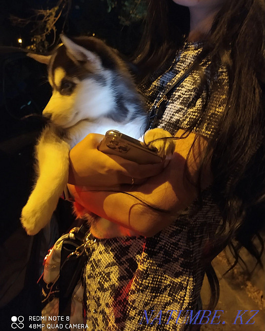 сібір хаски күшіктері  Алматы - изображение 4