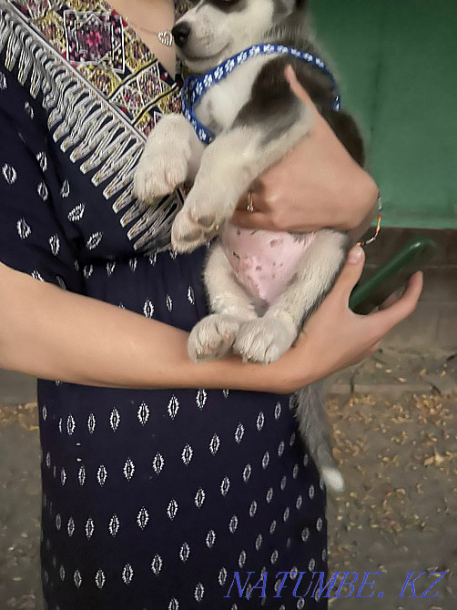 сібір хаски күшіктері  Алматы - изображение 6