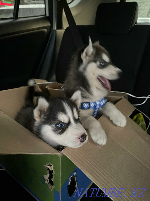 сібір хаски күшіктері  Алматы - изображение 5