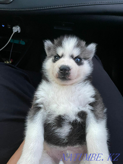 сібір хаски күшіктері  Алматы - изображение 1