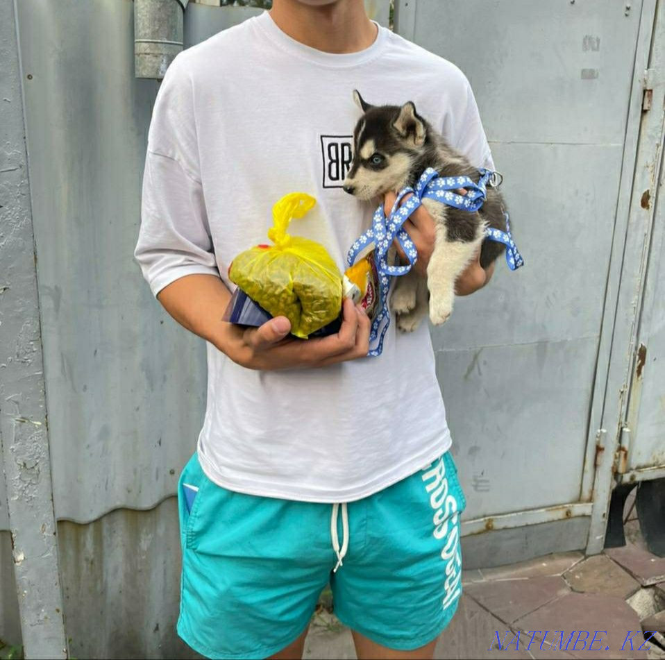 сібір хаски күшіктері  Алматы - изображение 2