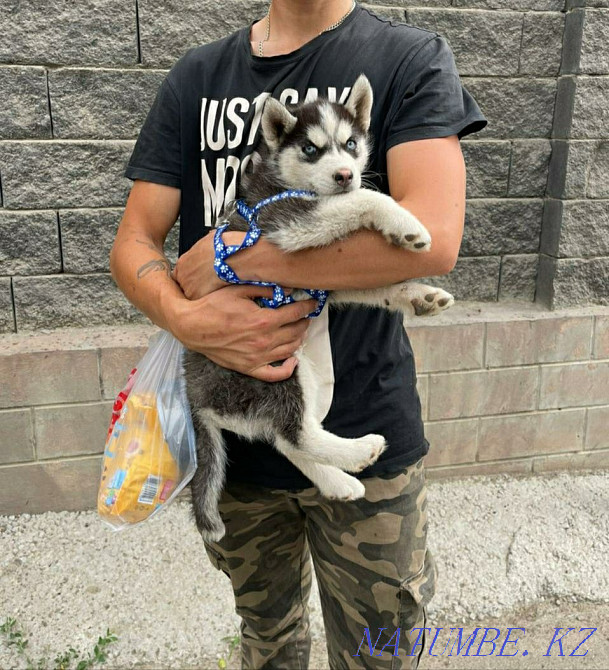 сібір хаски күшіктері  Алматы - изображение 3