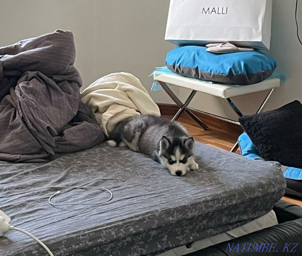 сібір хаски күшіктері  Алматы - изображение 8