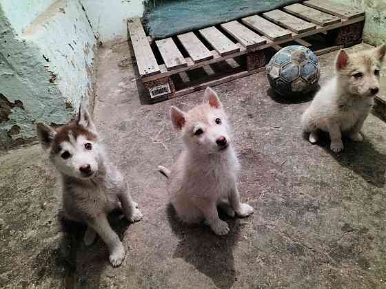 Продам щенков сибирской хаски Алматы