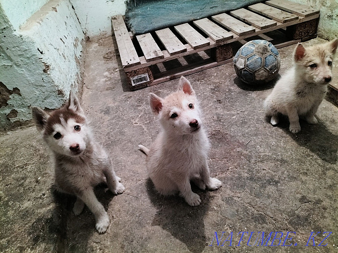 siberian husky puppies for sale Almaty - photo 6