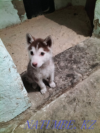 siberian husky puppies for sale Almaty - photo 1