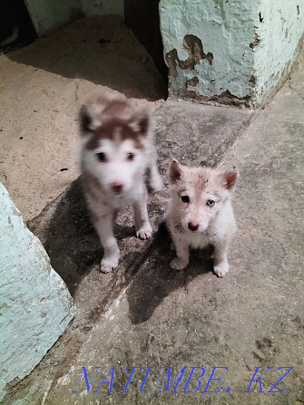 siberian husky puppies for sale Almaty - photo 4