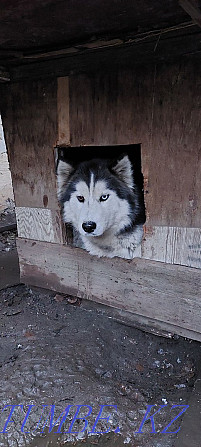 The most beautiful Husky puppies Almaty - photo 4