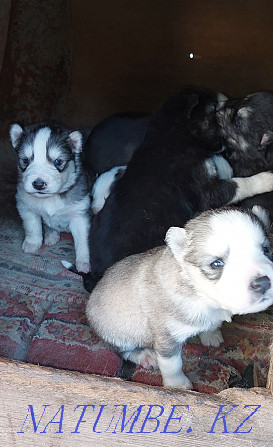 The most beautiful Husky puppies Almaty - photo 6