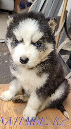 The most beautiful Husky puppies Almaty - photo 1