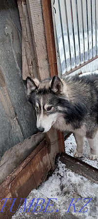 The most beautiful Husky puppies Almaty - photo 5