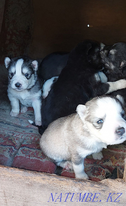 Ең әдемі хаски күшіктер  Алматы - изображение 6