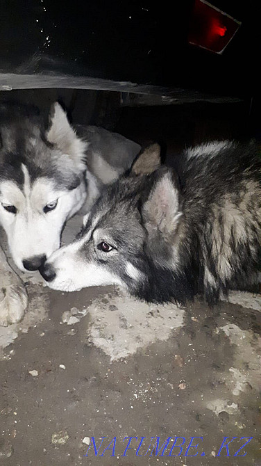 Ең әдемі хаски күшіктер  Алматы - изображение 7