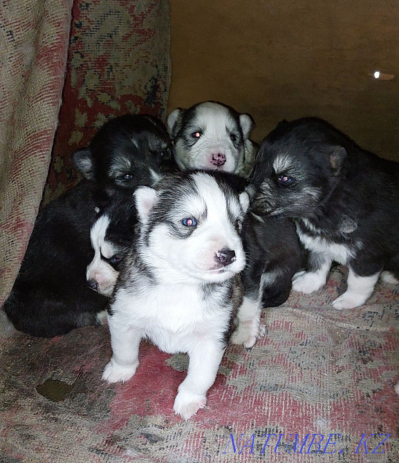 Ең әдемі хаски күшіктер  Алматы - изображение 2