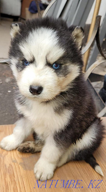 Ең әдемі хаски күшіктер  Алматы - изображение 1